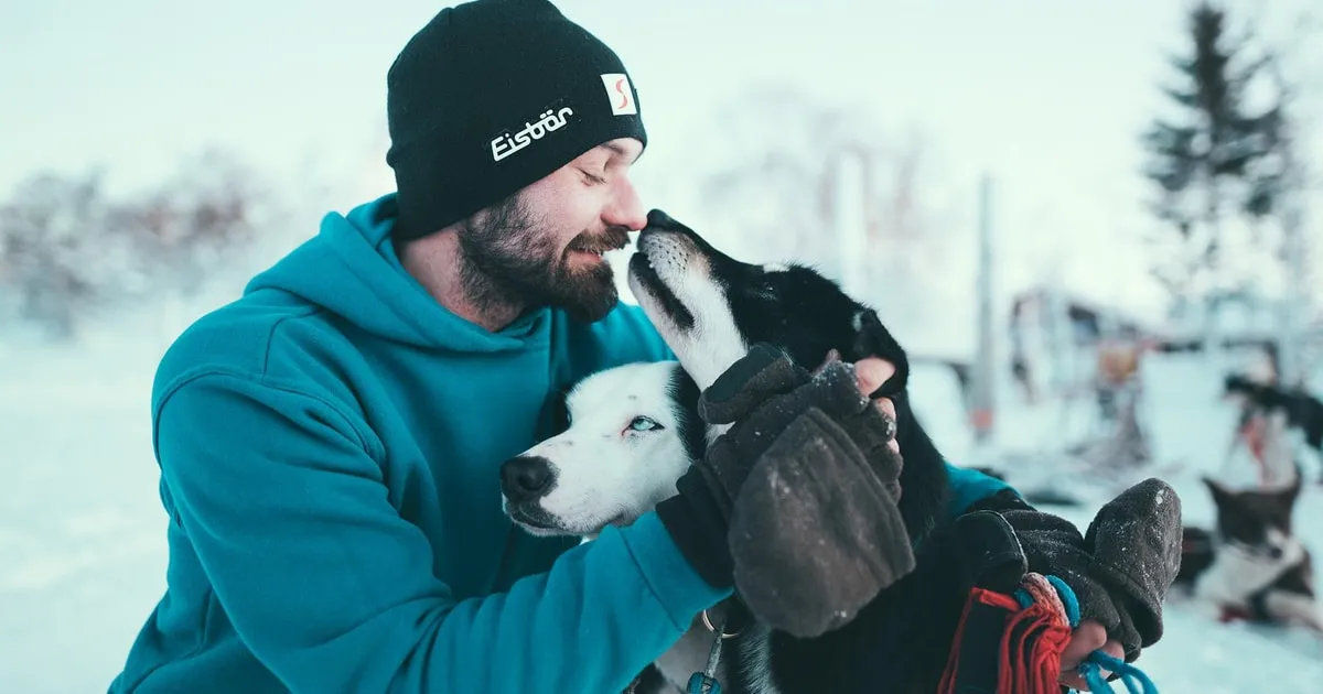 Two guests driving a husky team through snow on Kvaløya on a husky dog sledding tour from Tromsø