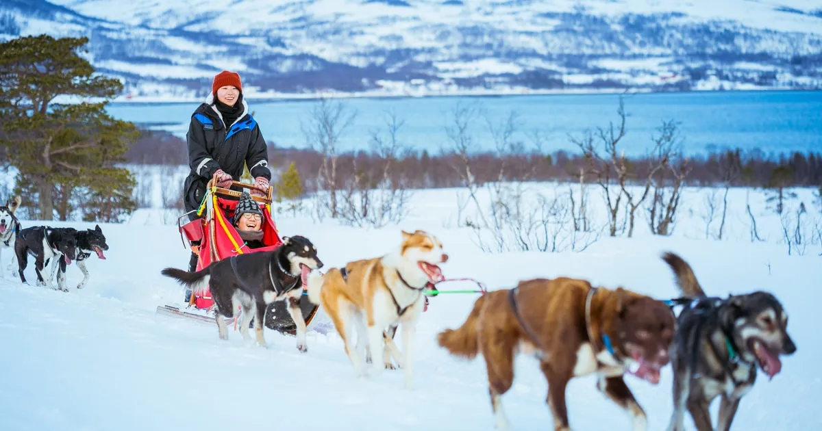 A self-drive husky sled with a passenger at a racing kennel on Kvaløya, husky dog sledding in Tromsø