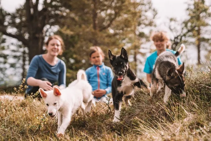 Husky puppies in summer at a kennel on Kvaløya near Tromsø, the summer side of husky dog sledding