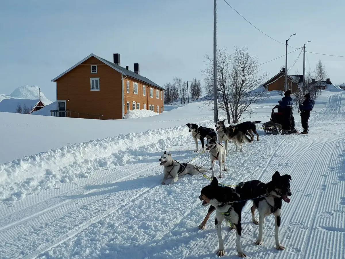 Husky teams on a groomed late-winter trail in northern Norway, the snow season for husky dog sledding near Tromsø