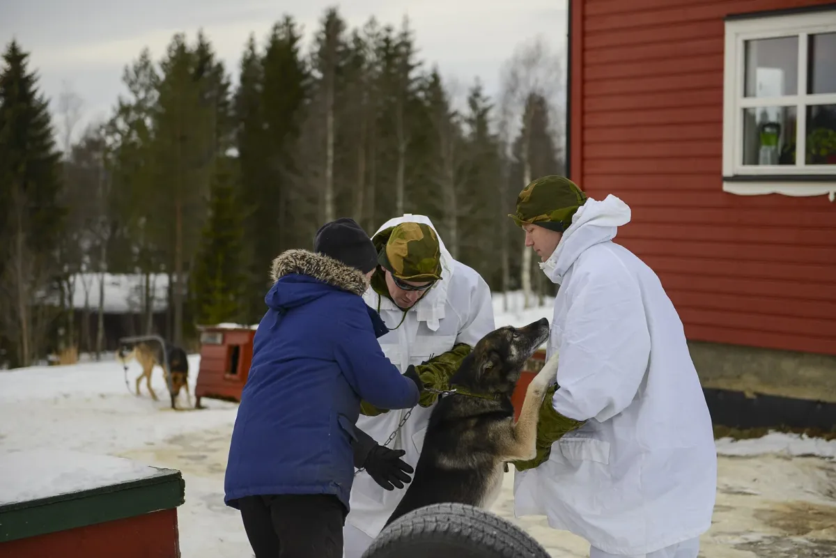 Guests meeting a husky at a kennel in northern Norway, the dog yard part of this short husky dog sledding ride from Tromsø