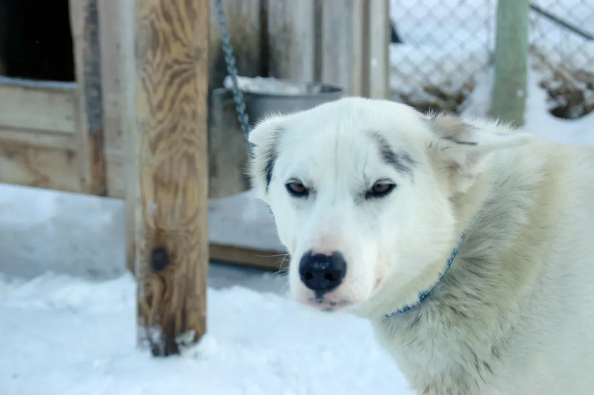 A white lead dog of a Norwegian racing team, the kind of dog behind husky dog sledding in Tromsø