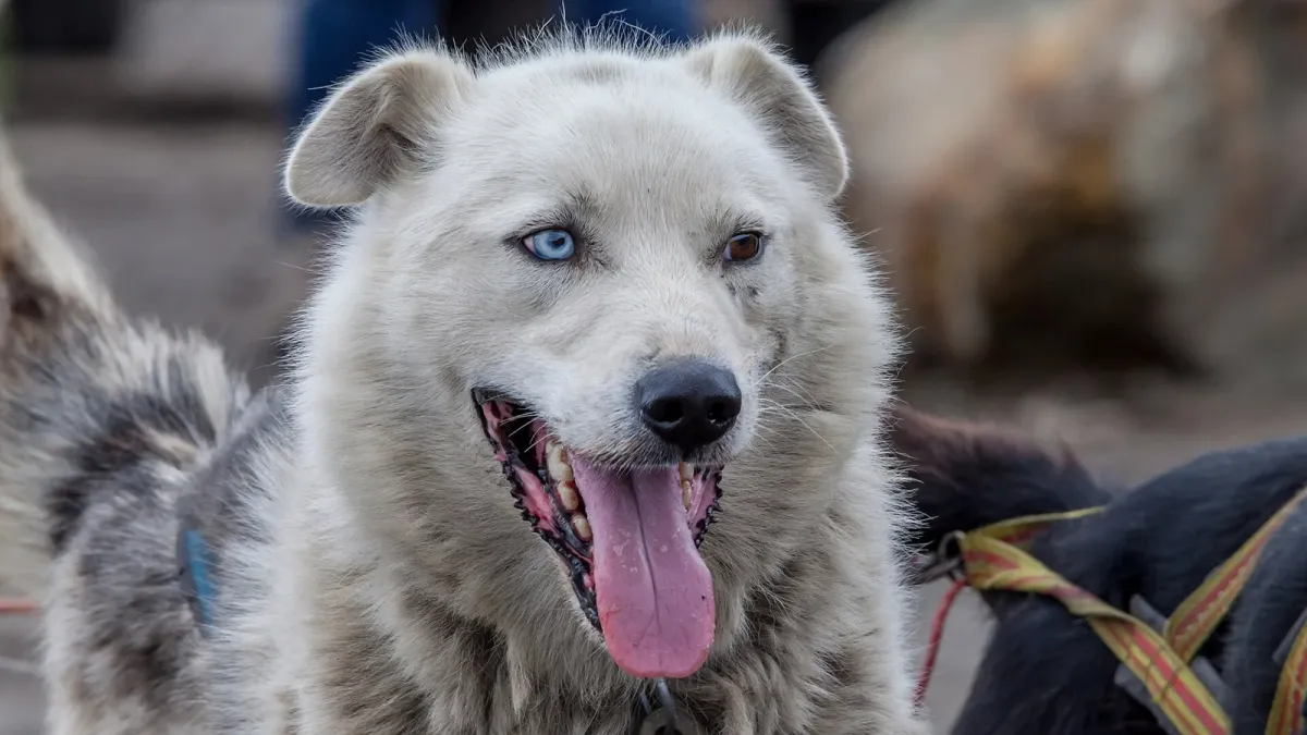 A happy sled dog in harness, the kind of husky you meet on private husky dog sledding from Tromsø