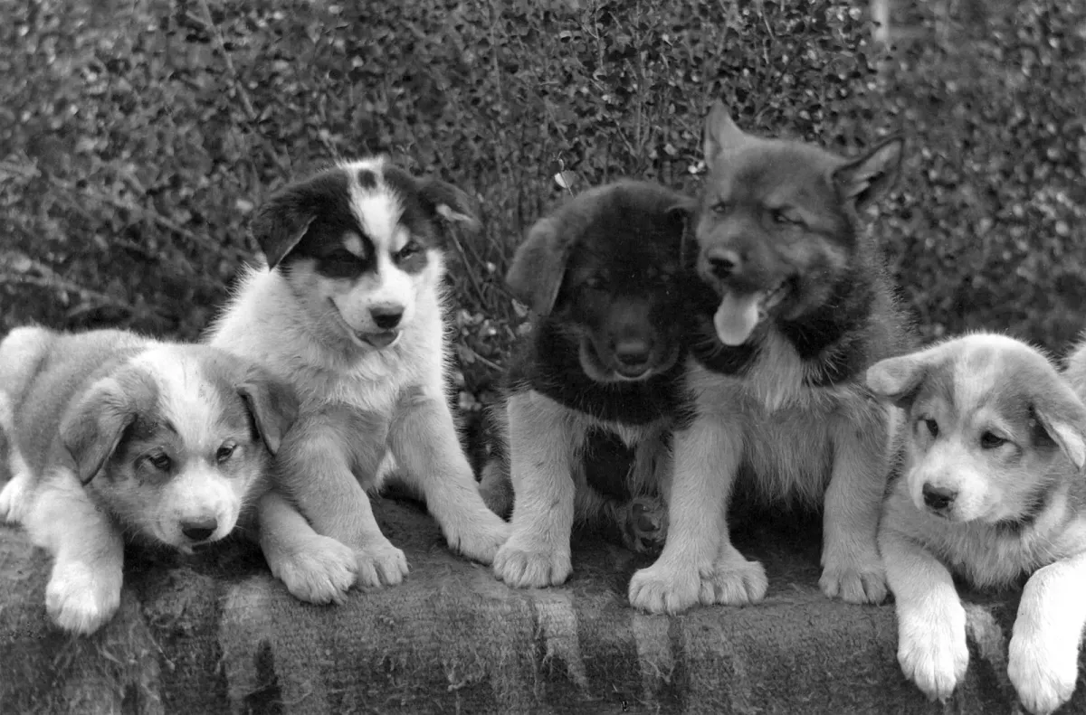 Historic photograph of sled dog puppies, the future team dogs that summer training prepares for husky dog sledding