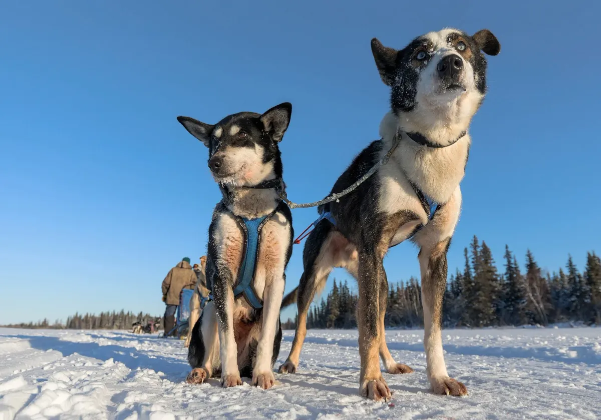 Two Alaskan huskies in harness before a run, the kind of team you drive on husky dog sledding in Tromsø